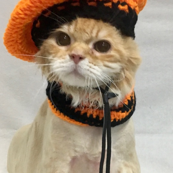 Dog photo - Picture 10 of 13